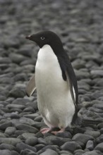 Adelie Penguin (Pygoscelis adeliae), Antarctica