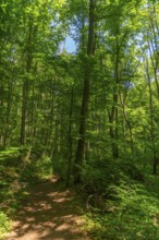 Hiking trail in the UNESCO World Heritage Site and Hainich National Park, Bad Langensalza,