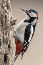 Great Spotted Woodpecker (Dendrocopos major) male climbing tree, Bialowieca National Park, Poland