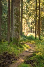 A forest path under trees, illuminated by warm sunlight, Calw, Black Forest, Germany