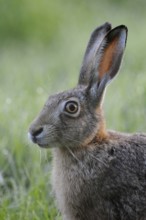 European Hare (Lepus europaeus) adult portrait, North Rhine-Westphalia, Germany