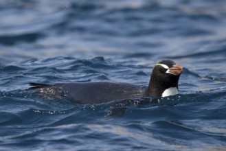 Erect-crested Penguin (Eudyptes sclateri), Antipodes Island, New Zealand