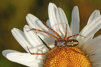 Oak Spider (Aculepeira ceropegia), male, Hesse, Germany