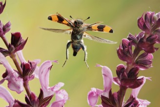 Bee beetle (Trichodes apiarius) beetle, sage (Salvia sp.), Saxony-Anhalt, Germany