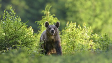 Brown bear (Ursus arctos), running through a young spruce culture, Malá Fatra, Little Fatra,