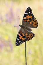 Der Distelfalter Vanessa cardui von der Flügeloberseite