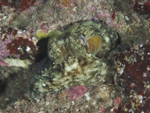 Octopus, Common Octopus (Octopus vulgaris) juvenile, camouflaging itself in colourful underwater