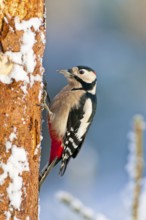 Great Spotted Woodpecker (Dendrocopos major) male, Bavaria, Germany