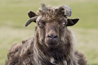 Sheep, Reykjanesskagi, Southern Peninsula or Reykjanes, Iceland