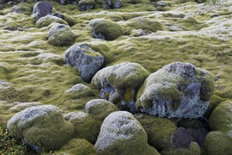 Lava rocks overgrown by Elongate Rock Moss (Racomitrium elongatum), Ytra Hraun, near
