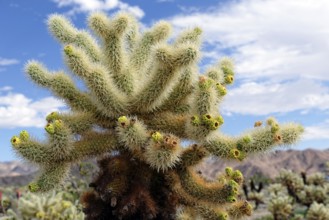 Cholla Cactus, Cholla Cactus Garden, Joshua Tree National Park, Desert Center, California, USA