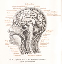 Medicine, anatomy, illustration of a section through the human head with mouth, nose, pharynx,