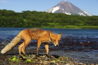 Red Fox (Vulpes vulpes) on the lakeshore, Ilinskaya volcano at the back, Kurile Lake, Kamchatka