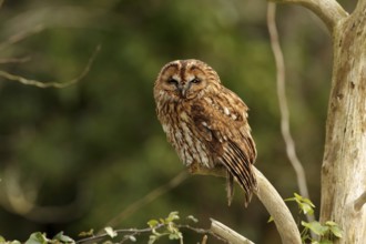 Tawny Owl (Strix aluco), Wales, United Kingdom