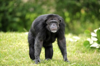 Chimpanzee (Pan troglodytes), adult, female, alert, vigilant