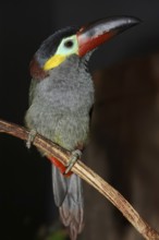 Pepper-eater (Selenidera piperivora, Selenidera culik), female, captive, occurrence in South