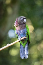Red-fan parrot (Deroptyus accipitrinus) Pantanal Brazil