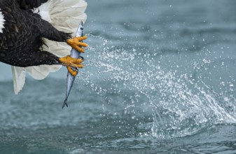 Bald Eagle (Haliaeetus leucocephalus) hunting, Alaska, USA