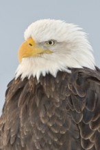 Bald Eagle (Haliaeetus leucocephalus), Alaska, USA