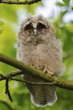 Tawny Owl (Strix aluco) chick perched on a branch, North Rhine-Westphalia, Germany