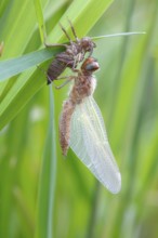 Two-spot (Epitheca bimaculata), imago with exuvium on a reed stalk, after hatching, finished