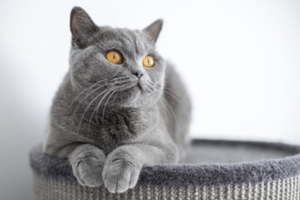 Lying british cat. White background, Poland