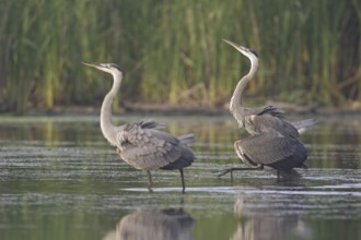 Great Blue Heron (Ardea herodias), Ontario, Canada