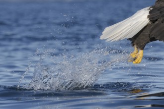 Bald Eagle (Haliaeetus leucocephalus) hunting, Alaska, USA