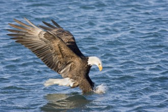 Bald Eagle Haliaeetus leucocephalus Homer, ALASKA, USA February Adult catching fish. Accipitridae