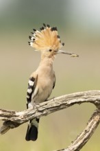 Eurasian Hoopoe (Upupa epops) perched on a branch with incect in its beak, Serbia