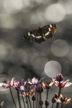 A map butterfly (Araschnia levana) flies over blooming flowers, surrounded by blurred light