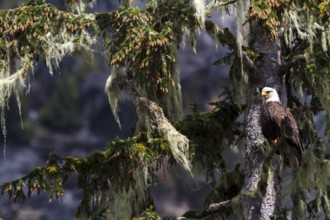 Bald Eagle (Haliaeetus leucocephalus), British Columbia, Canada