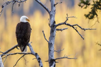 Bald Eagle (Haliaeetus leucocephalus), Alberta, Canada