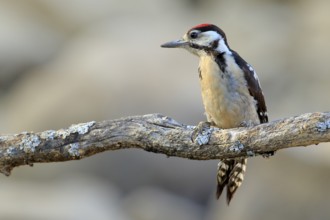 Great Spotted Woodpecker (Dendrocopos major) juvenile perched on a branch, Andalusia, Spain
