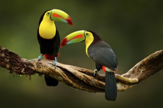 Toucan sitting on the branch in the forest, green vegetation, Costa Rica. Nature travel in central