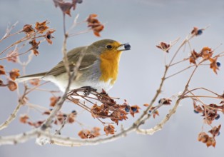European Robin (Erithacus rubecula) eating berries, Aosta Valley, Italy