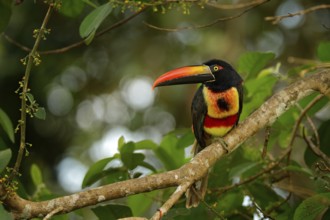 Fiery-billed Aracari, Pteroglossus frantzii, bird with big bill. Toucan sitting on the branch in