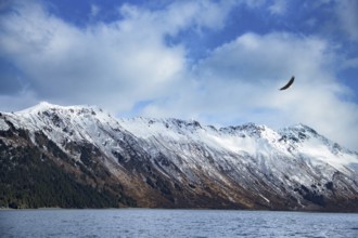 Bald Eagle (Haliaeetus leucocephalus) flying, Alaska, USA