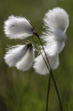Common cottongrass (Eriophorum angustifolium), Emsland, Lower Saxony, Germany