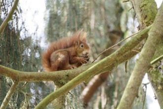 Red squirrel on a tree. Bad Salzschlirf, Hessen, Germany