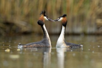 Great Crested Grebes (Podiceps cristatus) during a courtship display, Lake Lucerne, Luzern, Canton
