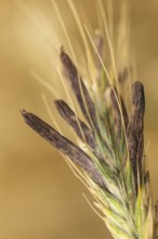 Ergot mushroom Claviceps purpurea on a ripe ear of grain