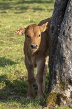 Murnau Werdenfelser cattle, calf, cow, cows in a meadow, Bad Heilbrunn, Upper Bavaria, Bavaria,