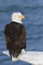 Bald Eagle Haliaeetus leucocephalus Homer, ALASKA, USA February Adult Accipitridae