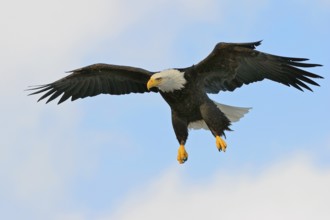 Bald Eagle (Haliaeetus leucocephalus), Alaska, USA