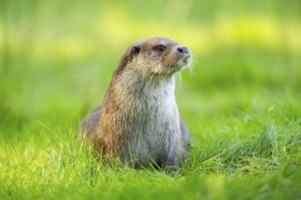 Eurasian otter (Lutra lutra) on a meadow, Hesse, Germany