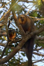 Red bellied titi monkey, Plecturocebus moloch, in its natural environment, Amazon basin, Brazil