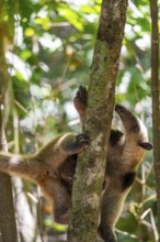 Northern tamandua (Tamandua mexicana), anteater foraging on a branch, in the rainforest, Corcovado