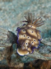 Brown nudibranch with blue edges and black spots, magnificent star snail (Hypselodoris tryoni), on