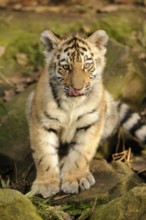 A tiger cub sits on a stone in the forest and licks its nose. It looks curious and playful,